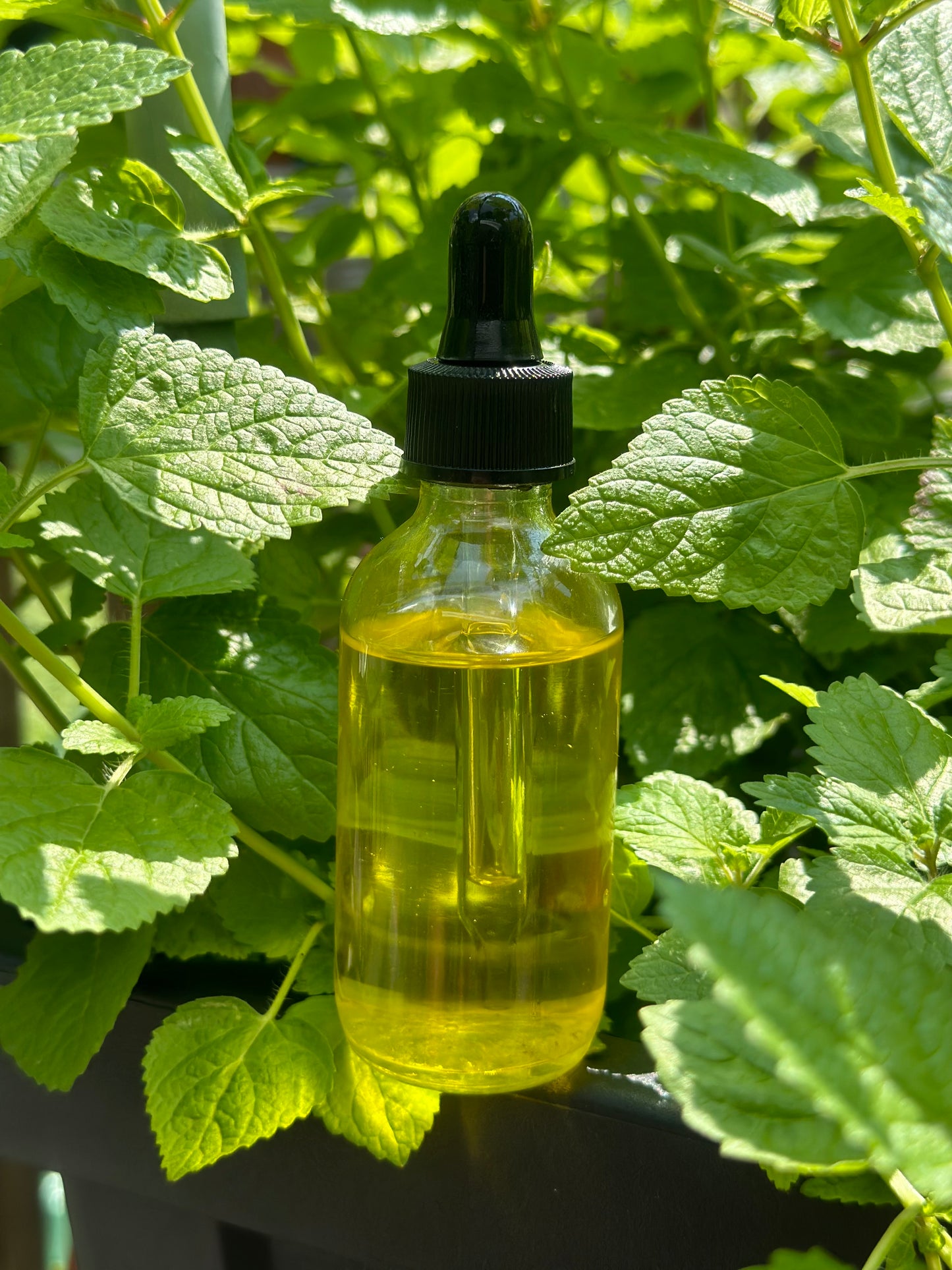 Lemon Balm Oil