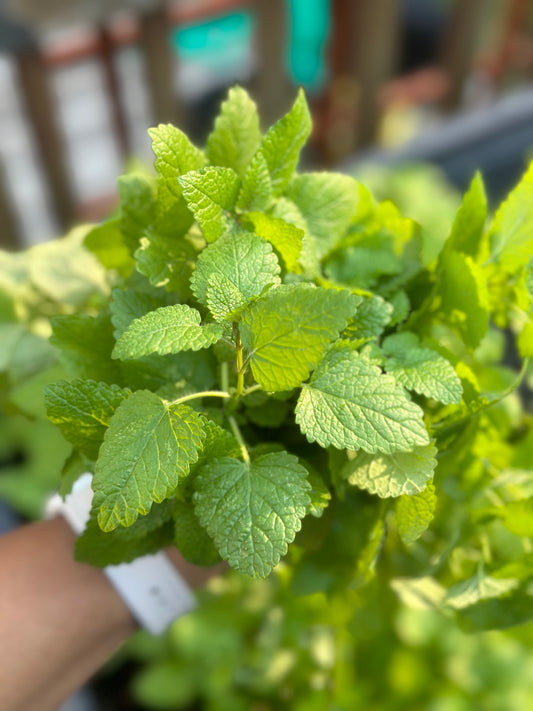 A Refreshing Herb for Skin and Scalp Care